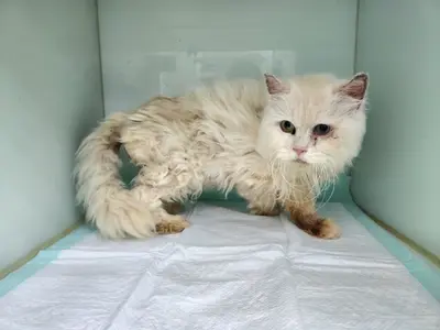 페르시안 - 고양이