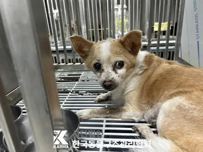 믹스견 - 강아지