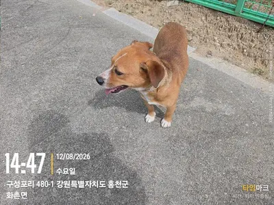 믹스견 - 강아지