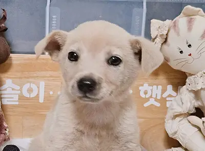 믹스견 - 강아지