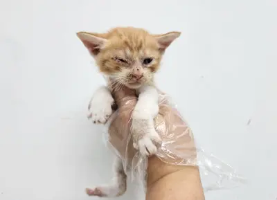 한국 고양이 - 고양이