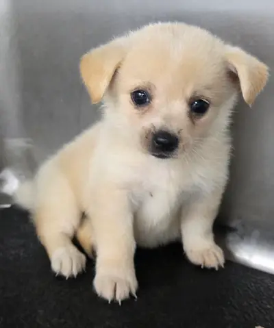 믹스견 - 강아지