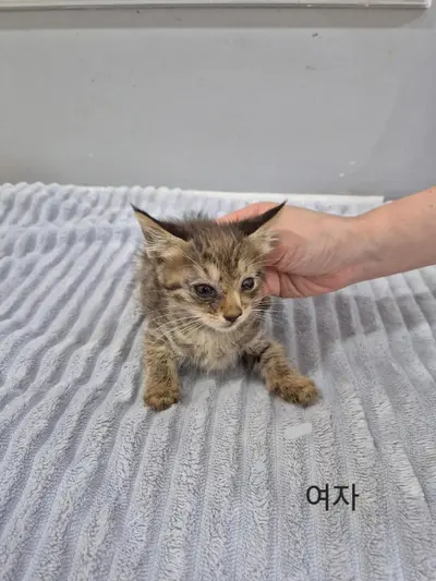한국 고양이 - 고양이