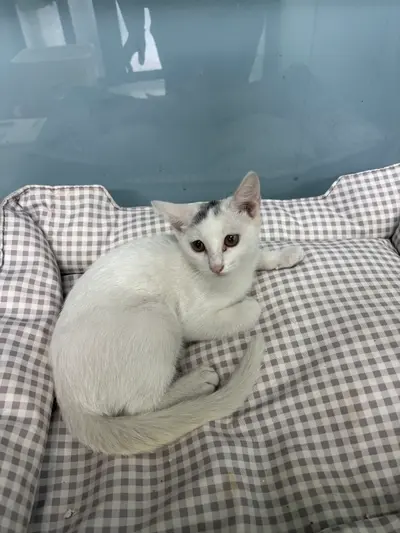 한국 고양이 - 고양이