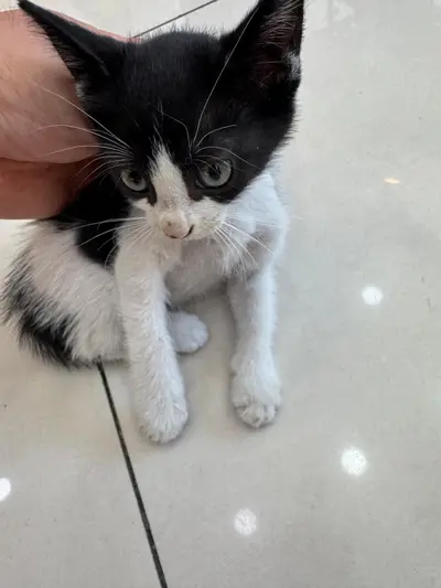 한국 고양이 - 고양이