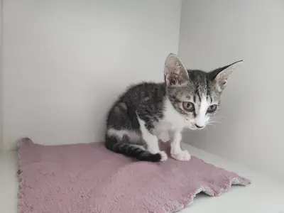 한국 고양이 - 고양이