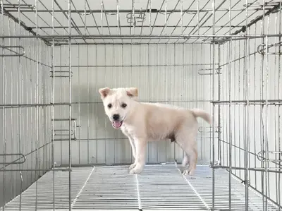 믹스견 - 강아지