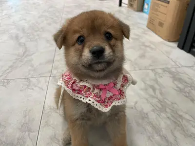 믹스견 - 강아지
