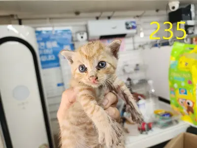 한국 고양이 - 고양이