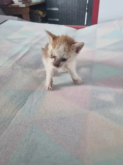 믹스묘 - 고양이