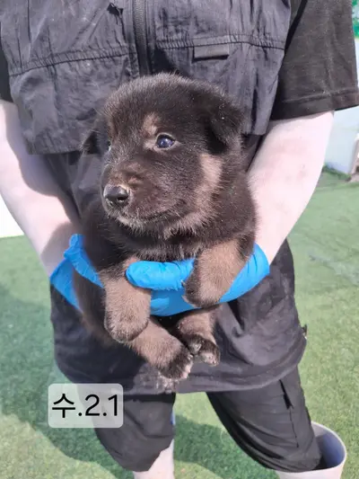 믹스견 - 강아지
