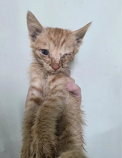 한국 고양이 - 고양이