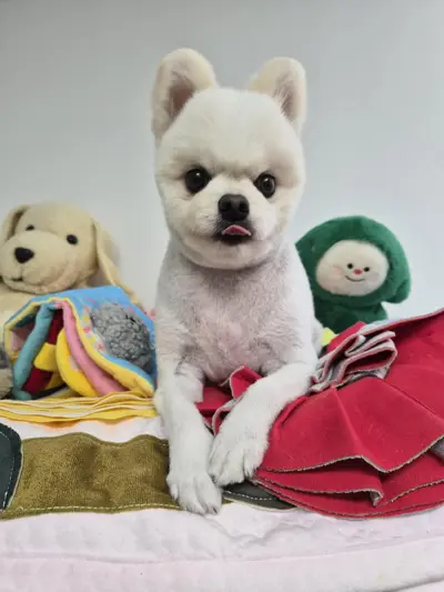 포메라니안 - 강아지