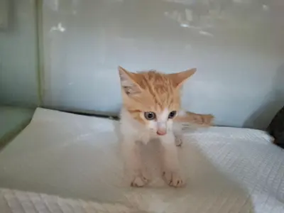 한국 고양이 - 고양이