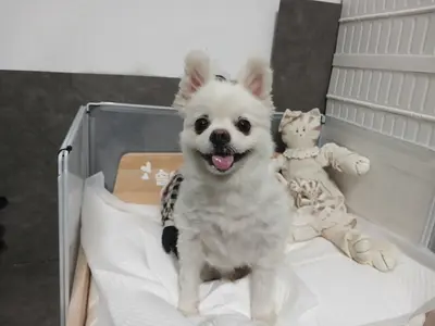 포메라니안 - 강아지