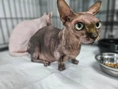 스핑크스 - 고양이