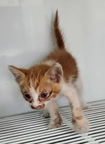 한국 고양이 - 고양이