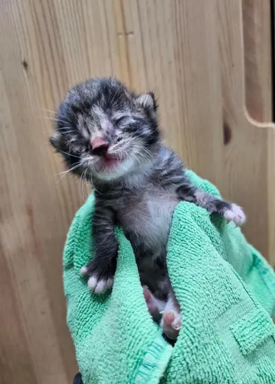 한국 고양이 - 고양이