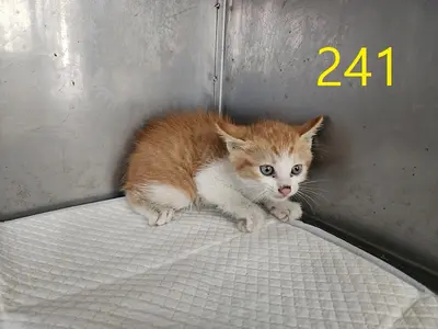 한국 고양이 - 고양이