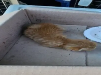 한국 고양이 - 고양이