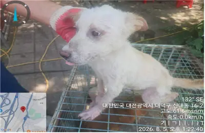 말티즈 - 강아지