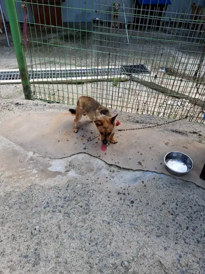 믹스견 - 강아지