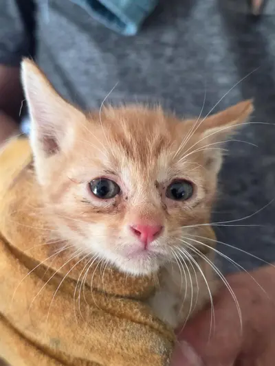 한국 고양이 - 고양이