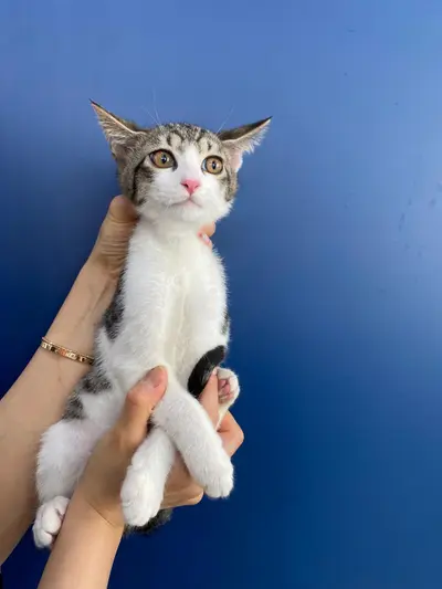 한국 고양이 - 고양이