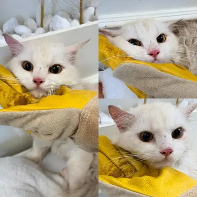 페르시안 - 고양이