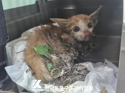 한국 고양이 - 고양이