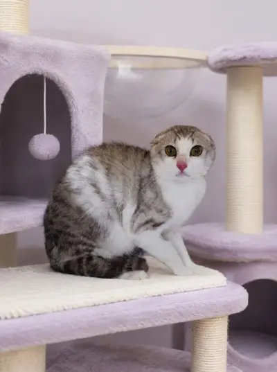 아메리칸 쇼트헤어 - 고양이