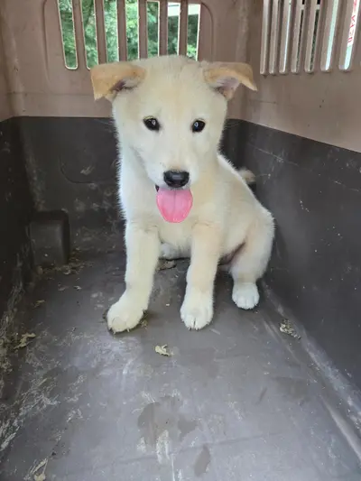 믹스견 - 강아지