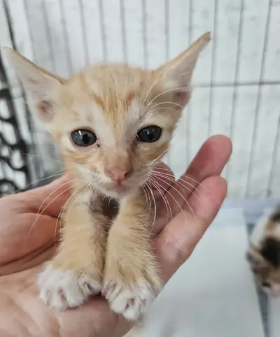 한국 고양이 - 고양이