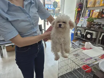 믹스견 - 강아지