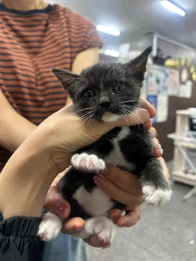 한국 고양이 - 고양이