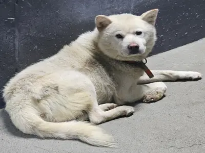 진도견 - 강아지