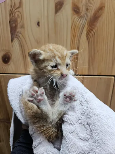 한국 고양이 - 고양이