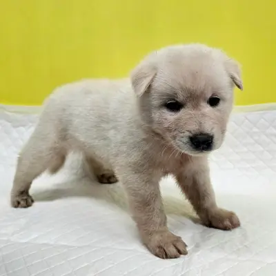 믹스견 - 강아지