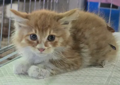 한국 고양이 - 고양이