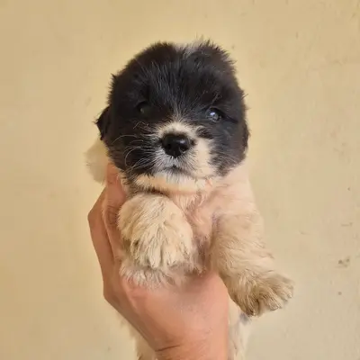 믹스견 - 강아지