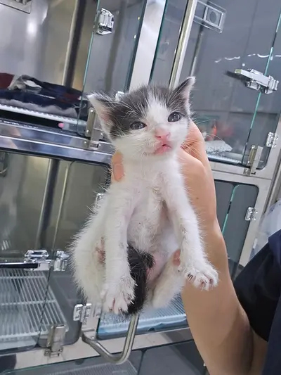 한국 고양이 - 고양이