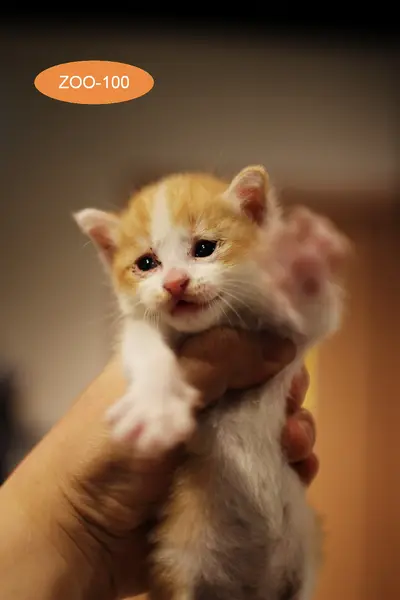 한국 고양이 - 고양이