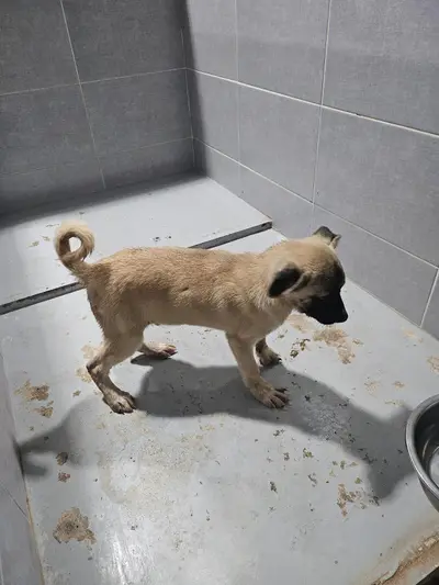 믹스견 - 강아지