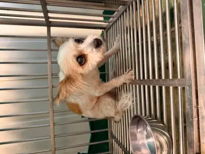 믹스견 - 강아지