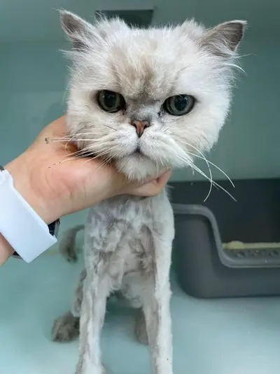 페르시안-페르시안 친칠라 - 고양이