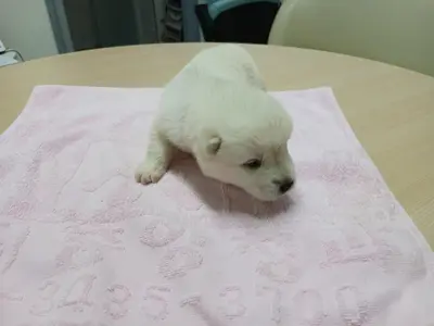 믹스견 - 강아지