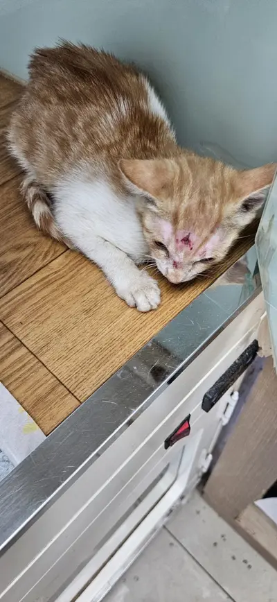 한국 고양이 - 고양이