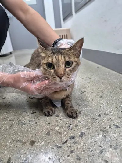 한국 고양이 - 고양이