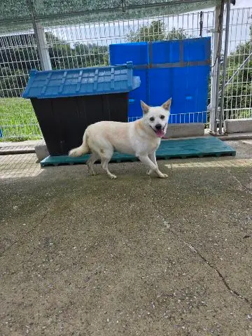 믹스견 - 강아지