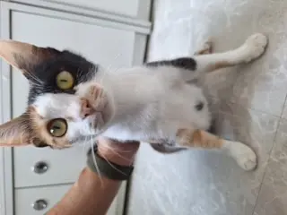 한국 고양이 - 고양이